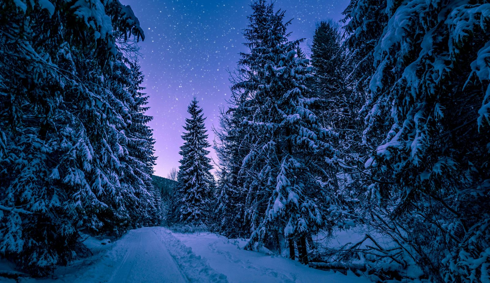 Snowy forest
